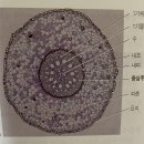 [식물] 2024년 필기시험 후기 및 출제된 문제 이미지