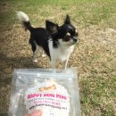 레브몽 | 가평 애견펜션 애견풀빌라 '레브몽' 이용후기