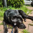 탐스럽개 | 🏞️ 밀양 대형견 펜션 탐스럽개, 4번째 방문 후기!