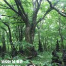 비자숲길15 | 비자림 숲길 비 오는 날 소요시간 후기 제주 가볼 만한 곳