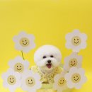 grooming blossom (그루밍 블라썸) | [원그루밍]부산 비숑미용전문 가위컷잘하는 곳 추천 동래구 사직동 금정구 장전동 온천동 부산대 구서동...