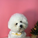 희망 애견 미용실 이미지