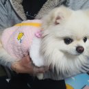 아싸애견용품할인매장 - 천안시 서북구 미라4길 3 | 아싸애견용품할인매장
