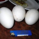 상아농장 이미지