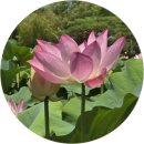 임천 가림성 느티나무 | 부여 당일치기 부부여행: 가림성, 사랑나무, 궁남지 연꽃 산책까지 알찬 코스 후기