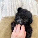 도그송 강아지분양 인천 송도점 이미지