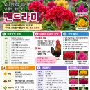 맨드라미(아파트 화단을 아름답게 하는 대표 초화류) 이미지
