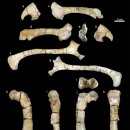 페로치아 | “유럽엔 뿔 공룡 없었다” 100년 학설 뒤집다… 네이처(Nature)가 주목한 루마니아의 발견