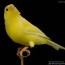 카나리아 이미지