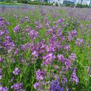 꽃은 하염없이 기다리다 고개를 꺾고! - 영천 화남 삼창리 작약꽃밭, 영동교 일대 생태공원, 그리고 작은 산들~ 이미지