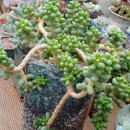 녹즙진주금산점 | 다육 식물 녹귀란