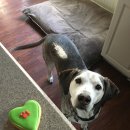 푸른들동물병원 이미지