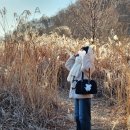 아산스파포레 | Chilllll한 글램핑장 후기를 낋여오거라 (feat. 숨겨진(?) 갈대숲)