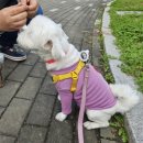 댕댕묭실 이미지