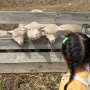 참사랑목장 | 무등산 양떼목장