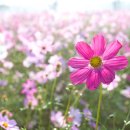 구룡천2 이미지