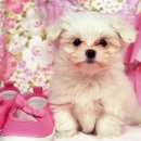 꼬꼬마 강아지 이미지