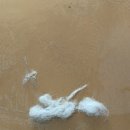 댕댕 쉼터 이미지