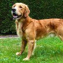 빗질해줄개 이미지