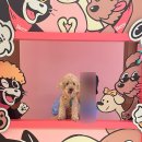 펫라운지(PET LOUNGE) | [홍천]소노펫 실버스위트 파크뷰 pet club 후기