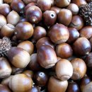 도토리고을 이미지