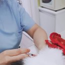 그린펫동물병원 이미지