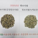 햇 청보리쌀(녹색보리쌀) 판매개시 26년산 이미지