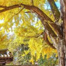 나무여행 이미지