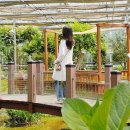 서안산정비 | 안산식물원 주차 입장료 강아지 경기도 실내데이트