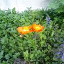 초정민박 이미지