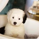 퍼피로운 이미지