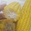 초당농장 | 농라 범이농장 무농약 초당 옥수수 후기