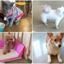 애견1번지 이미지