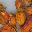 치자로 물들이기 이미지