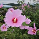 무궁화,(無窮花, 목근화(木槿花), rose of Sharon)는 ‘무궁화꽃이 피었습니다.’ 이미지