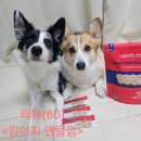 미소덴탈 | (강아지간식추천)스파이더웹 덴탈바 급여 후기