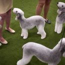 show dog 이미지