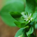 천리향한의원 이미지