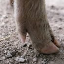 고기의 민족 이미지