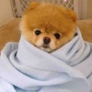 강생이네 이미지