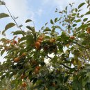 감불농장 이미지