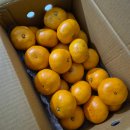 S&M | 제철과일 추천 서귀포 산지직송 제주 조생 감귤 고당도 타이백 감귤 후기 / 귤 보관방법