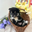 퓨어펫 강아지분양 고양이분양 울산점 이미지