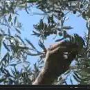 Palestinian Farmers in Olive Oil Boom 이미지