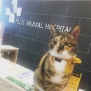 따뜻한 동물병원 이미지