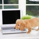 밝은동물병원 이미지