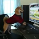 위시티스크린골프
