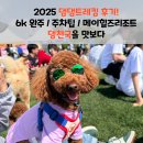 뿌리동물농장 | 행사후기]25년 댕댕트레킹 6k 완주-주차팁-메이힐즈리조트-댕천국을 맛보다-곤돌라 예약팁-구공탄시장...