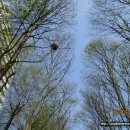 중국단풍길 이미지