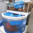 서인천월드메르디앙아파트 맞은편 | 인천토박이가 인정한 석남동 맛집 우리동네 연안부두 제철 봄 도다리 후기